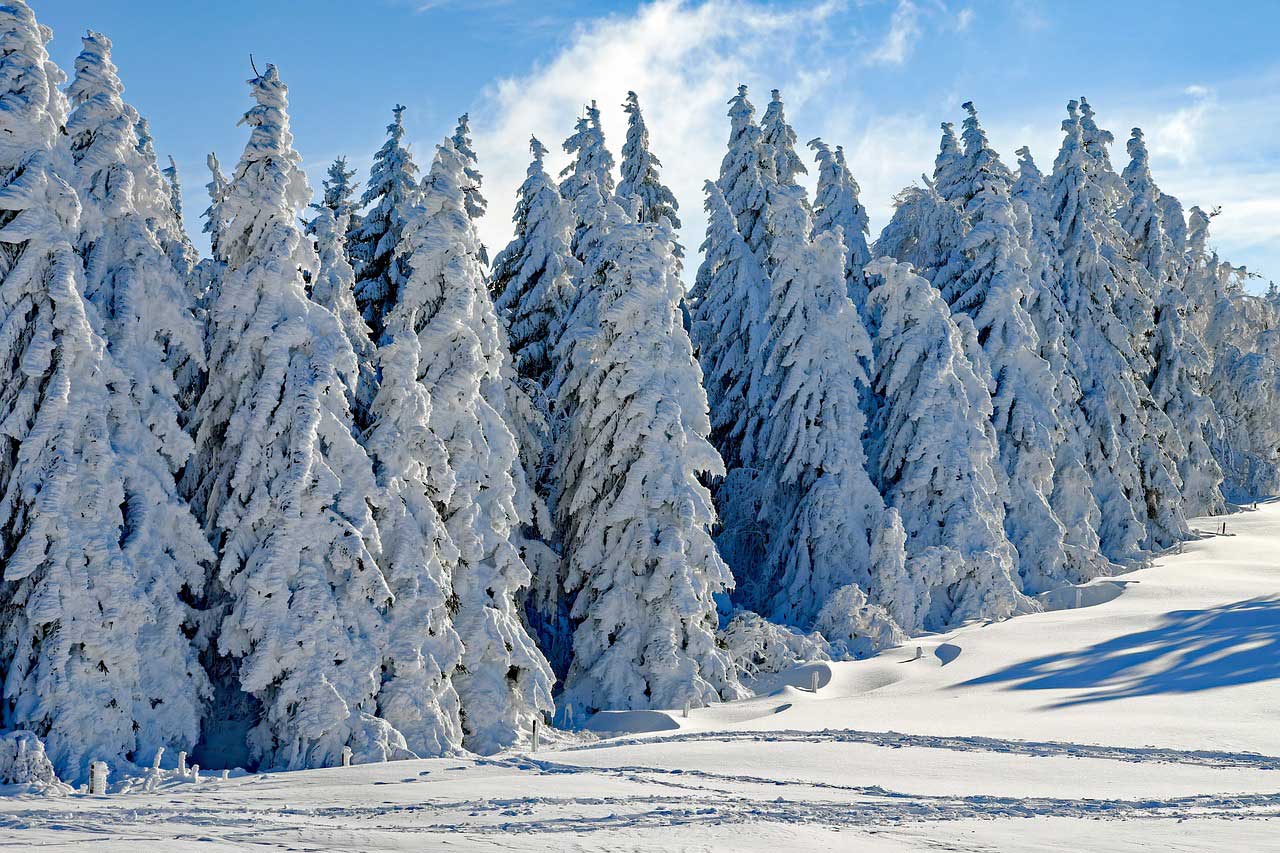 Winter forest.